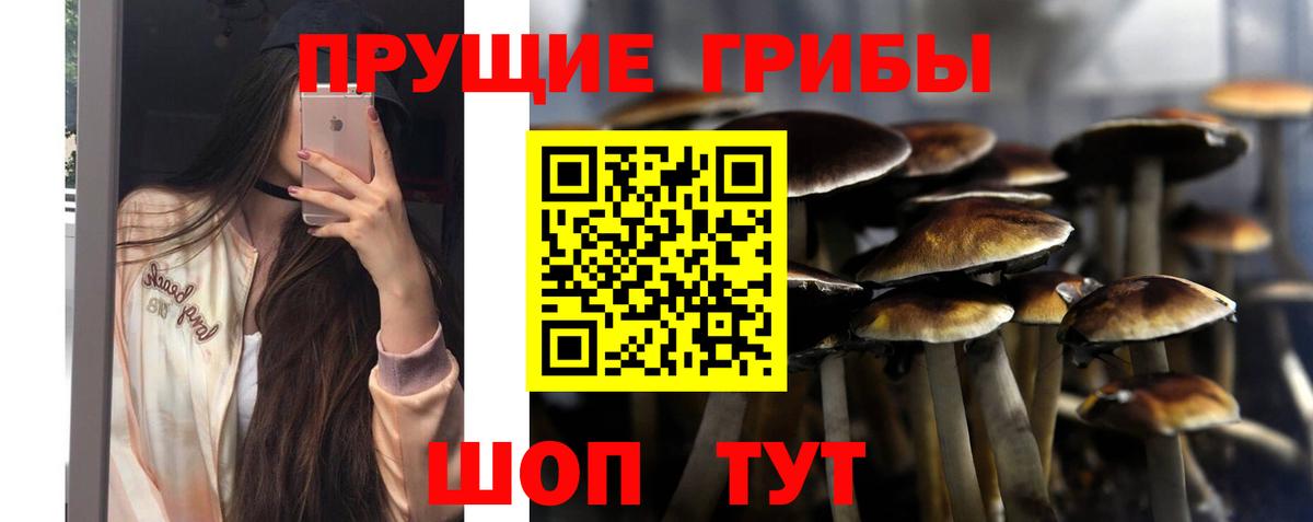 Псилоцибиновые грибы Cubensis  Вход с VPN  Кумертау 